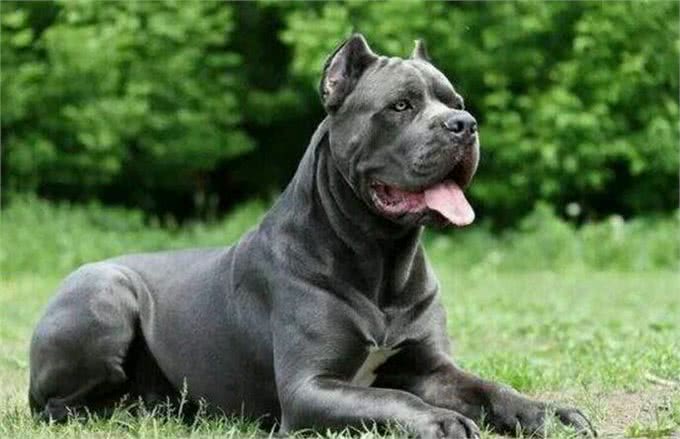 世界十大猛犬!排第一的有谁不服?