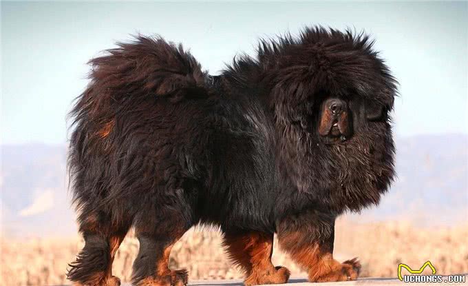 世界十大猛犬!排第一的有谁不服?