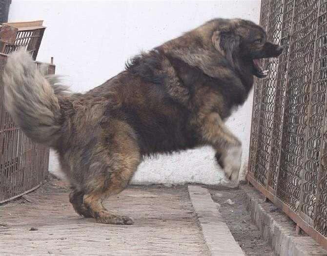 世界十大猛犬!排第一的有谁不服?
