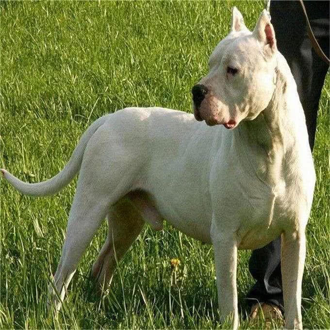 世界十大猛犬!排第一的有谁不服?
