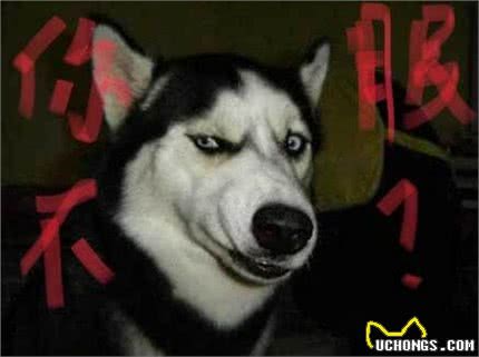 世界十大猛犬!排第一的有谁不服?