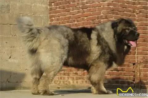 合肥禁养39犬种-高加索牧羊犬(别称:高加索山犬)