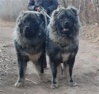 合肥禁养39犬种-高加索牧羊犬(别称:高加索山犬)