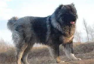 合肥禁养39犬种-高加索牧羊犬(别称:高加索山犬)