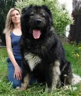 合肥禁养39犬种-高加索牧羊犬(别称:高加索山犬)