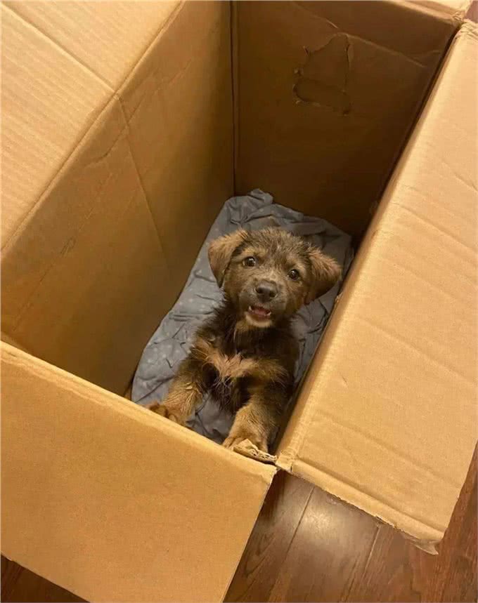 孕期能不能养狗?一位准爸爸这样说