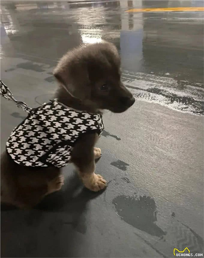 孕期能不能养狗?一位准爸爸这样说