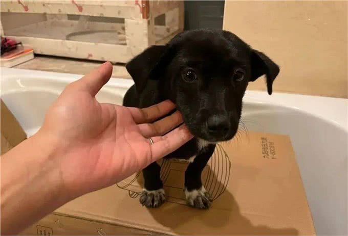 孕期能不能养狗?一位准爸爸这样说