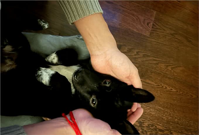 孕期能不能养狗?一位准爸爸这样说