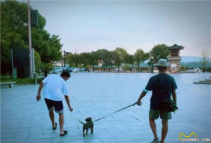 孕期能不能养狗?一位准爸爸这样说