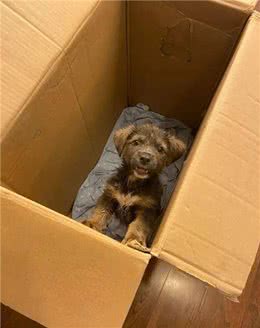 孕期能不能养狗?一位准爸爸这样说
