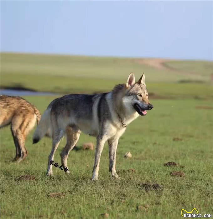 出场的时候就应该拽一些—捷克狼犬
