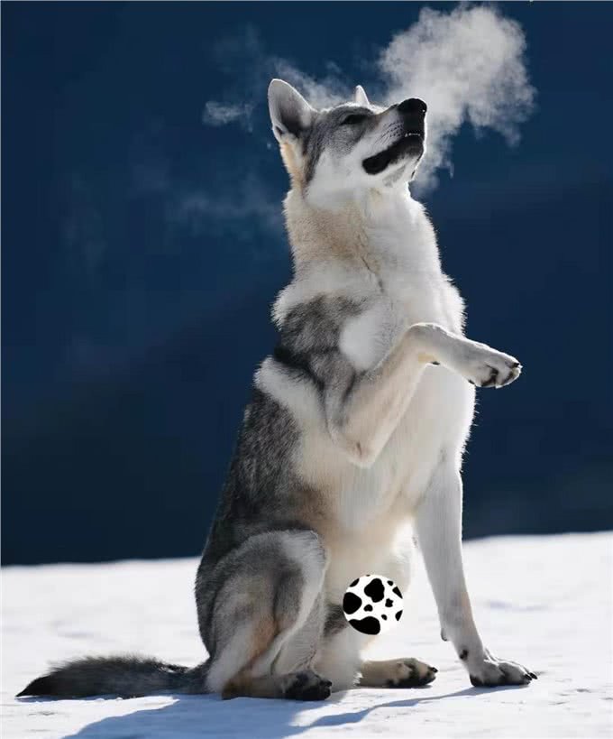 出场的时候就应该拽一些—捷克狼犬