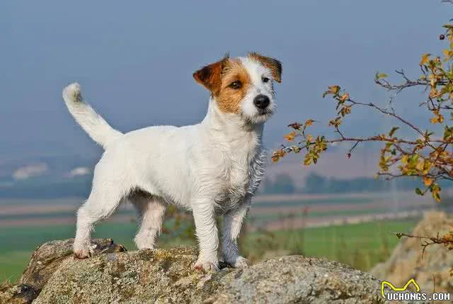 兼具天使与恶魔双面孔的杰克罗素梗犬