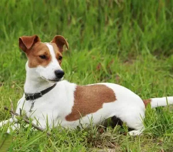 兼具天使与恶魔双面孔的杰克罗素梗犬