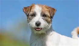 兼具天使与恶魔双面孔的杰克罗素梗犬