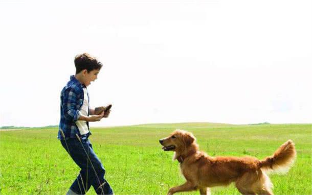 狗子过度兴奋,不听主人的话,怎样让它迅速的冷静下来