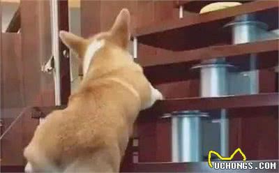 饲养柯基犬,这5件事,千万不能做