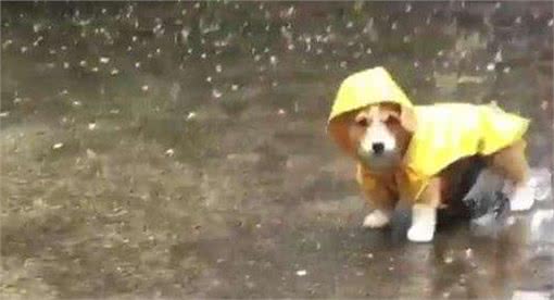 饲养柯基犬,这5件事,千万不能做