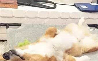 饲养柯基犬，这5件事，千万不能做