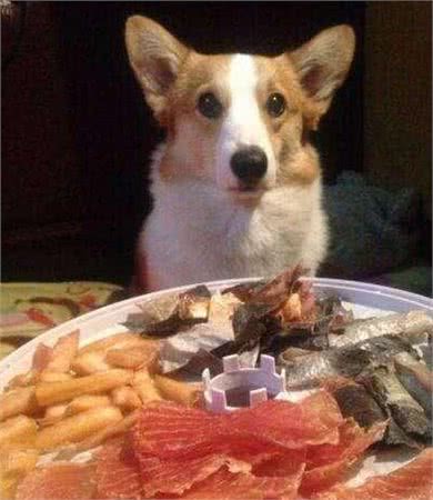 饲养柯基犬,这5件事,千万不能做