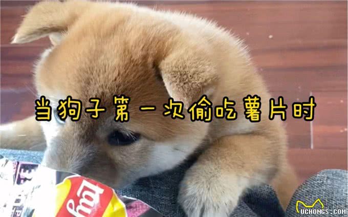 狗狗最爱闻的7种味道,第4种很上头