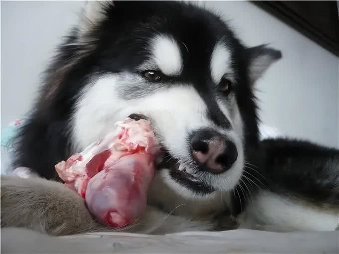 给狗狗喂食的几大误区，对狗狗伤害很大，铲屎官要注意了