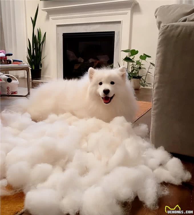 适合作为家庭宠物的10种狗狗，拉布拉多犬上榜，有你喜欢的吗?