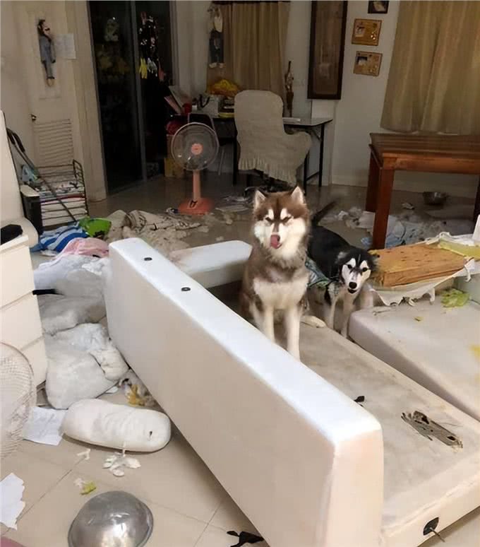 适合作为家庭宠物的10种狗狗，拉布拉多犬上榜，有你喜欢的吗?