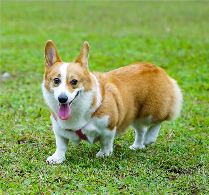 适合作为家庭宠物的10种狗狗，拉布拉多犬上榜，有你喜欢的吗?