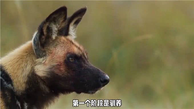 狗是怎么衍化而来的—狗狗的灵性超乎人类的想象