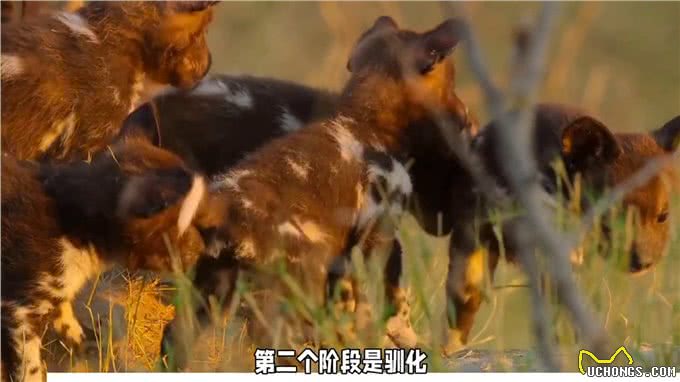 狗是怎么衍化而来的—狗狗的灵性超乎人类的想象