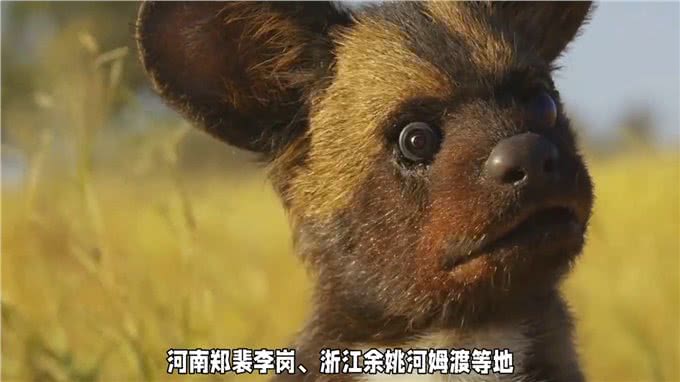 狗是怎么衍化而来的—狗狗的灵性超乎人类的想象