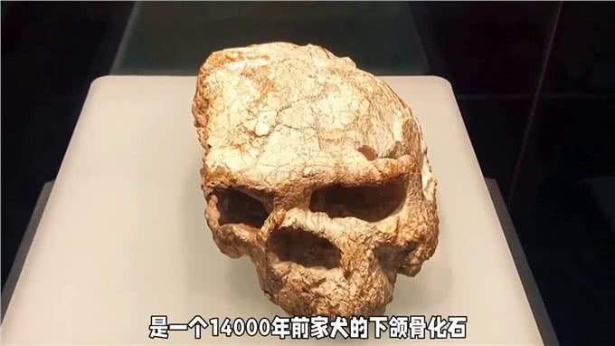 狗是怎么衍化而来的—狗狗的灵性超乎人类的想象