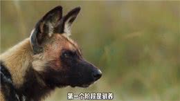 狗是怎么衍化而来的—狗狗的灵性超乎人类的想象