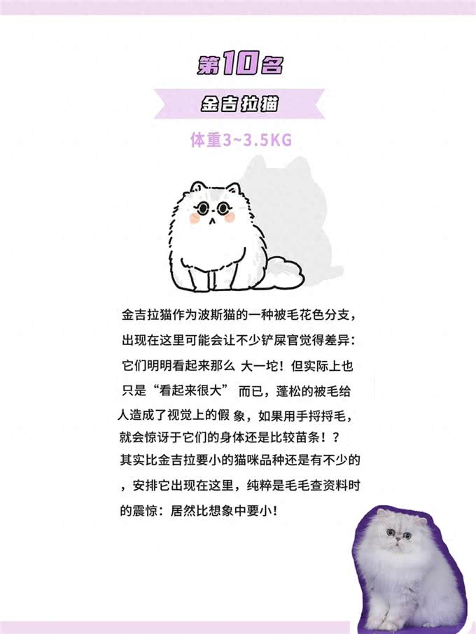 体型最小的鼻噶小猫咪排行!你家猫体型多大?