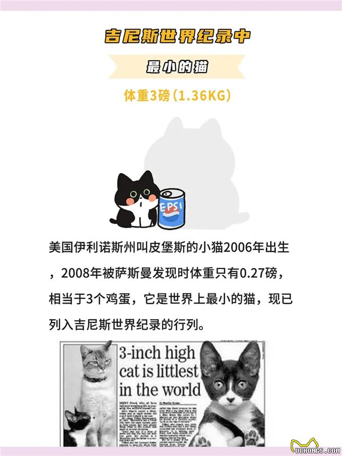 体型最小的鼻噶小猫咪排行!你家猫体型多大?