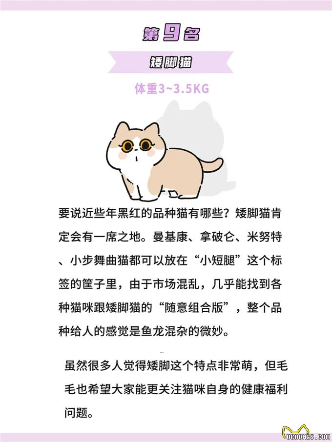 体型最小的鼻噶小猫咪排行!你家猫体型多大?