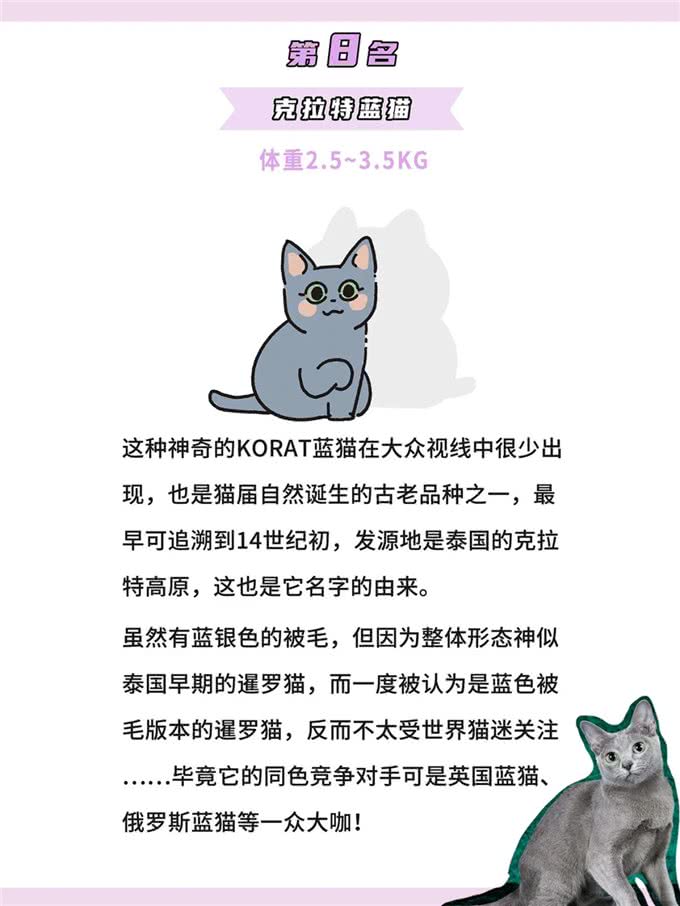 体型最小的鼻噶小猫咪排行!你家猫体型多大?