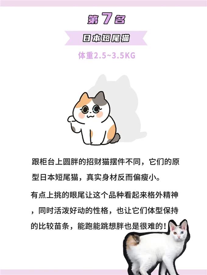 体型最小的鼻噶小猫咪排行!你家猫体型多大?