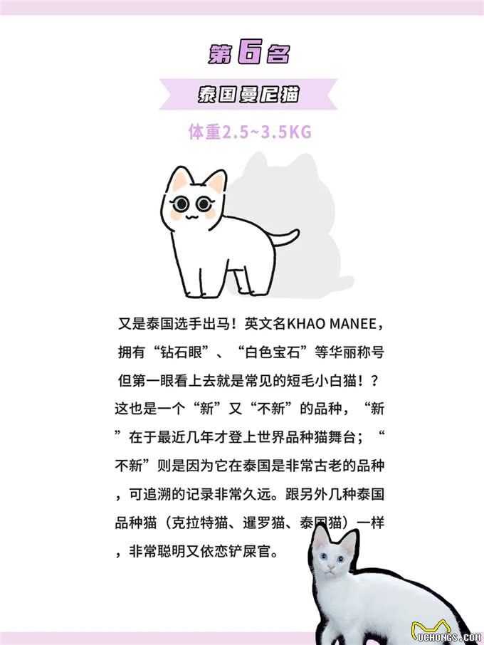 体型最小的鼻噶小猫咪排行!你家猫体型多大?