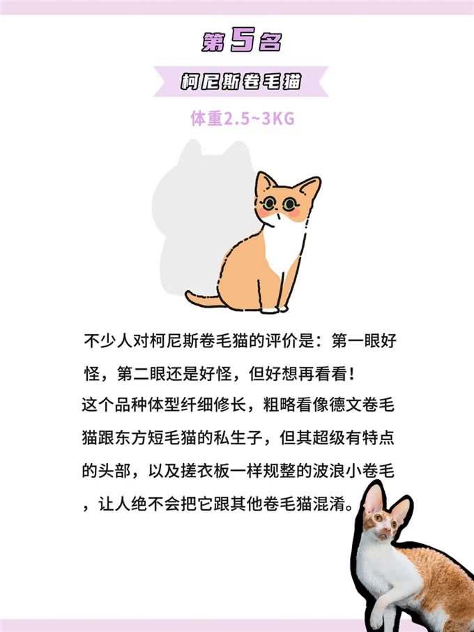 体型最小的鼻噶小猫咪排行!你家猫体型多大?