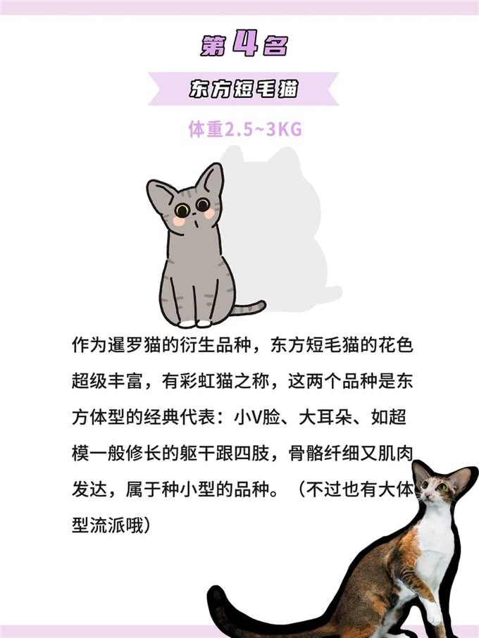 体型最小的鼻噶小猫咪排行!你家猫体型多大?