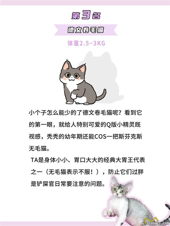 体型最小的鼻噶小猫咪排行!你家猫体型多大?