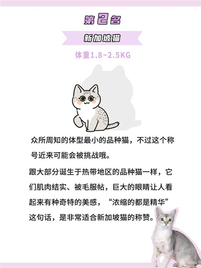 体型最小的鼻噶小猫咪排行!你家猫体型多大?
