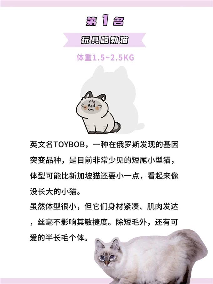体型最小的鼻噶小猫咪排行!你家猫体型多大?