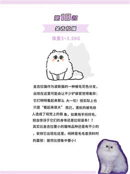 体型最小的鼻噶小猫咪排行!你家猫体型多大?