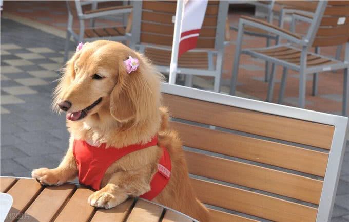 德国国犬，猎獾小能手—腊肠犬