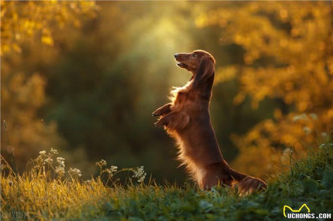 德国国犬，猎獾小能手—腊肠犬