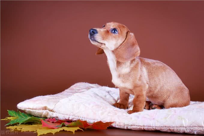 德国国犬，猎獾小能手—腊肠犬